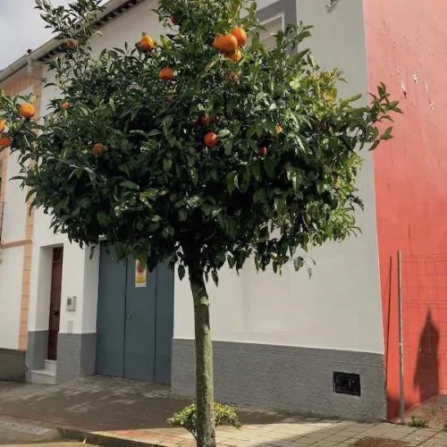 In einem Dorf in den Bergen mit Orangenbäumen in jeder Straße...