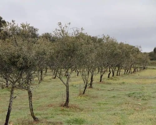 Endlose Reihen von Olivenbäumen.