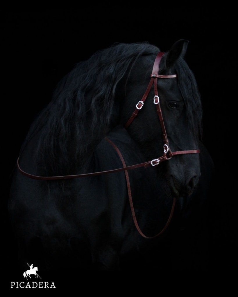 Gift Voucher by Post (Friesian horse)