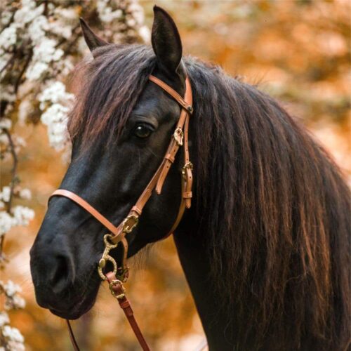 baroque bridle Corelli in nature gold an Andalusian horse Picadera