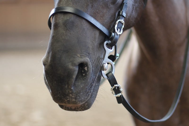 Baucher bit Baucher ported mouthpiece on the horse at Picadera