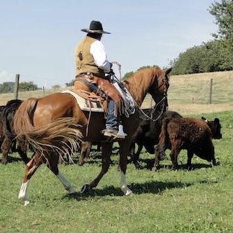Pferd und Reiter bei der Rinderarbeit