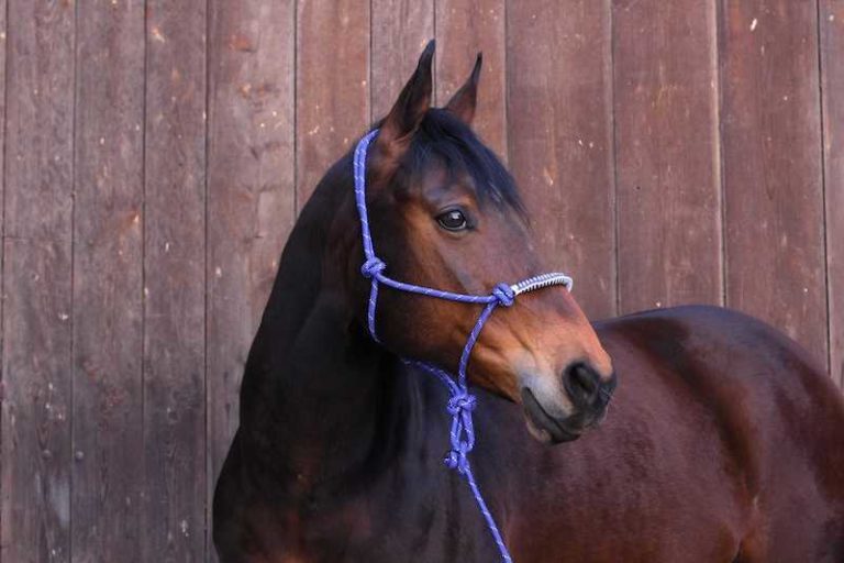 Horse with rope halter