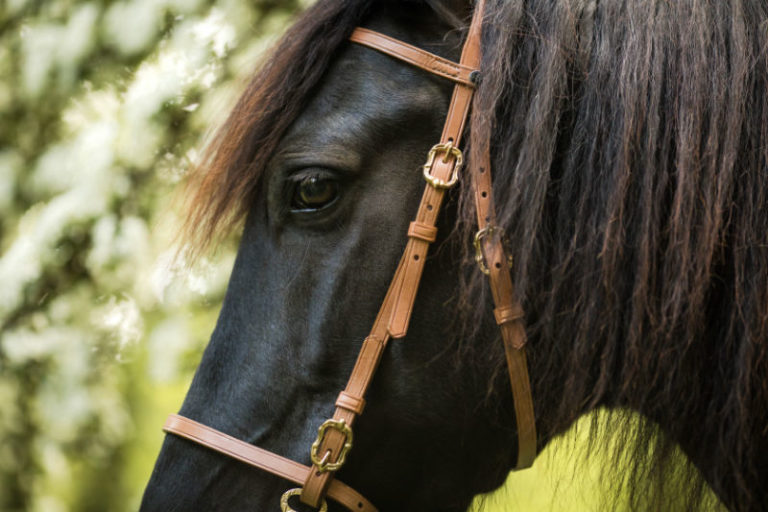 Spanish black horse with bridle Corelli in natural brown