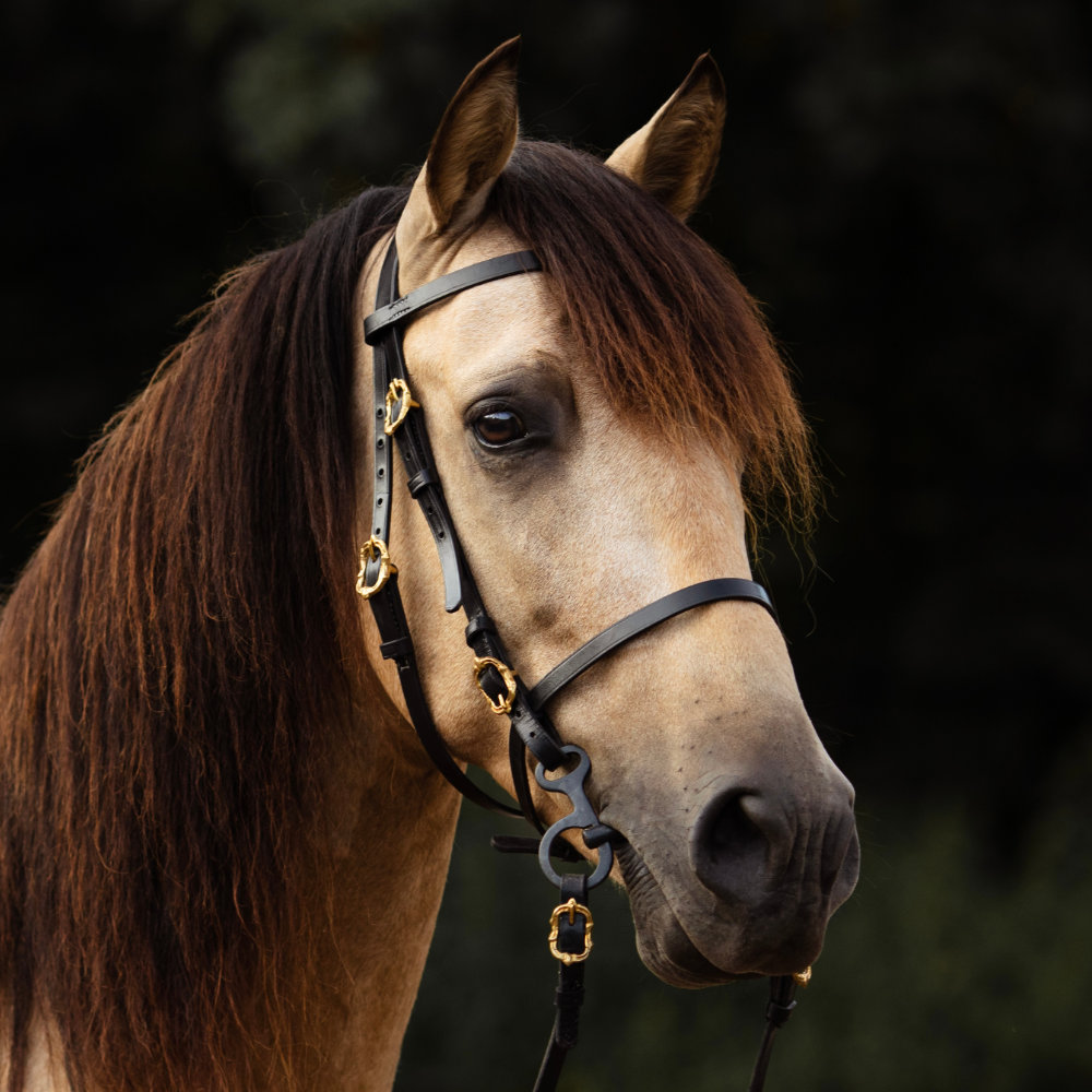 Baroque Snaffle Corelli in black gold at Andalusian horse bei Picadera
