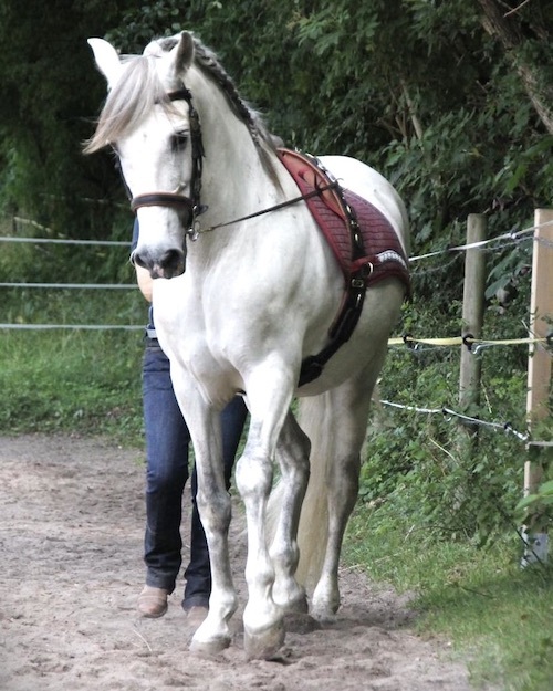 Reiterin zeigt mit ihrem Pferd das Schulterherein am Langzügel bei Picadera