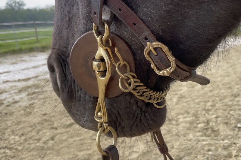Corelli bridle brown-gold with Portuguese Curb Bit Balao  and curb chain at Picadera