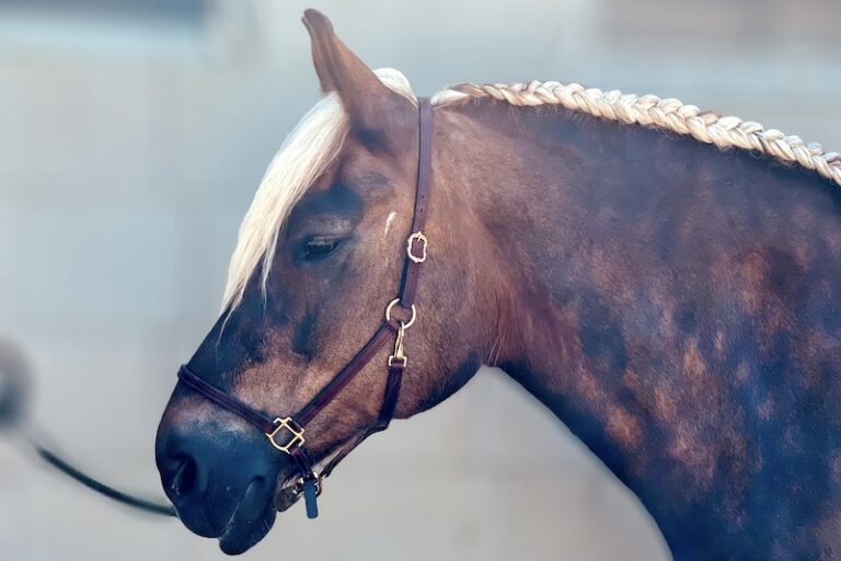 Kaltblut Pferd mit langer Mähne als Bauernzopf eingeflochten bei Picadera