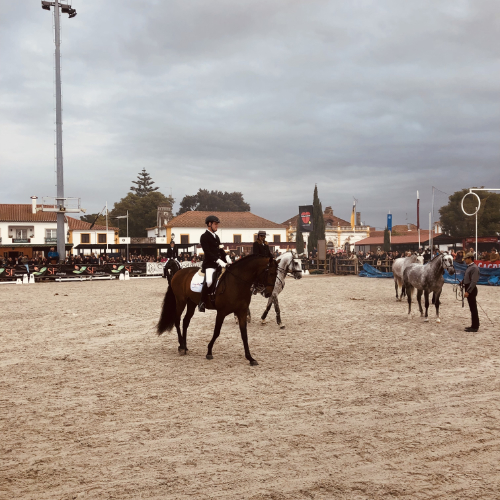Reiter reiten mit ihren Lusitanos in der Reitarena auf dem Pferdefest Golega bei Picadera