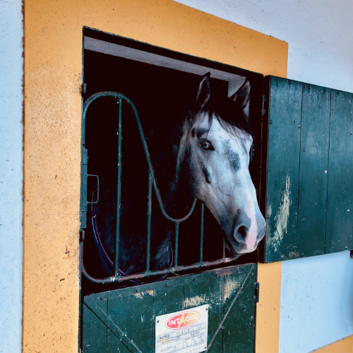 Ein Verkaufspferd schaut aus seiner Box in Golega bei Picadera
