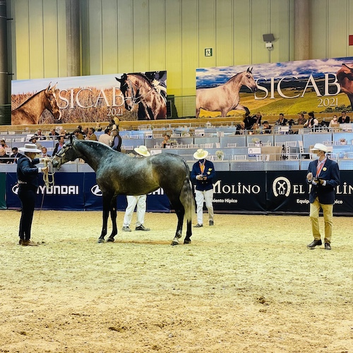 Präsentation eines P.R.E.-Pferdes bei einer Zuchtschau auf der Pferdemesse SICAB in Sevilla bei Picadera