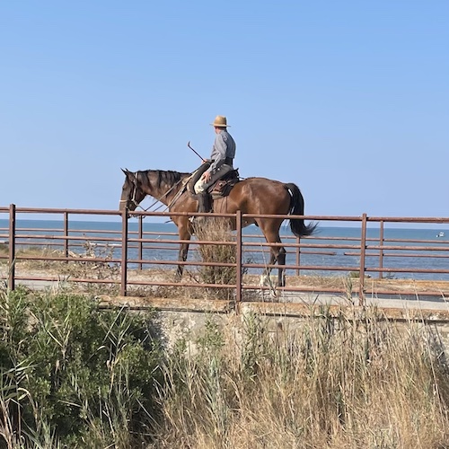 Buttero reitet auf seinem Pferd bei Picadera