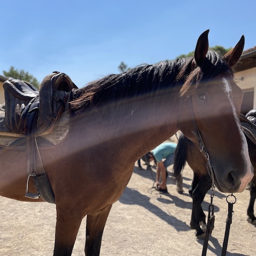 Ready saddled Maremmano horse at Picadera