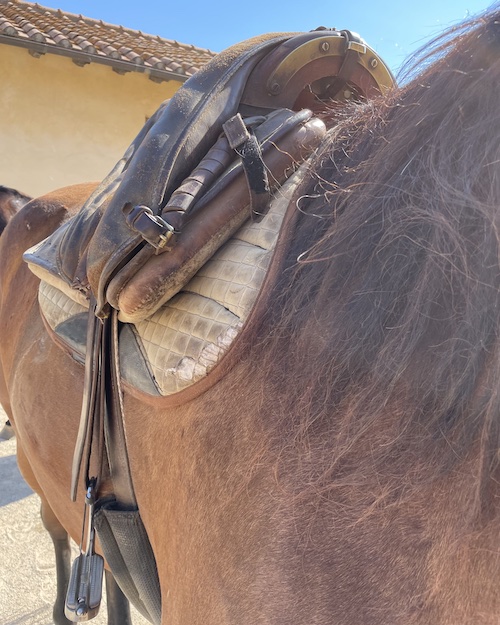 Close-up of Maremma saddle at Picadera