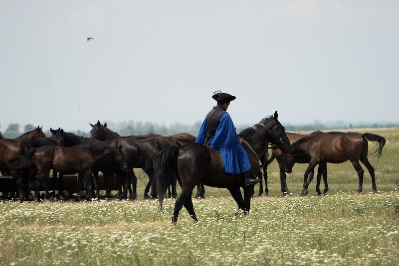 A Csiko at work with the herd at Picadera