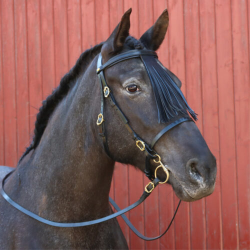 Spanish browband Corelli with fringes Mosquero in black on horseback at Picadera